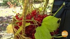 Калина красная. И вкусная! Доброе утро. Фрагмент выпуска от 22.10.2019
