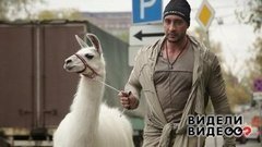 Иса Багиров и лама на час. Видели видео? Фрагмент выпуска от 27.10.2019