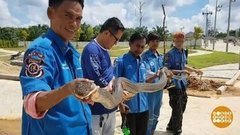 В мире. Битва с королевской коброй. Доброе утро. Фрагмент выпуска от 29.10.2019