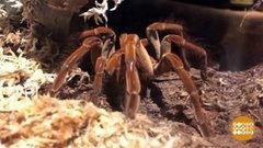 В мире. Выставка «Пауки живьем». Доброе утро. Фрагмент выпуска от 30.10.2019