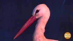 Аист по имени Евгений Ильич. Доброе утро. Фрагмент выпуска от 31.10.2019