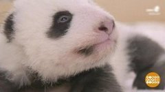 В мире. Пандята-двойняшки. Доброе утро. Фрагмент выпуска от 05.11.2019