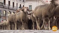 В мире. Парад овец. Доброе утро. Фрагмент выпуска от 05.11.2019