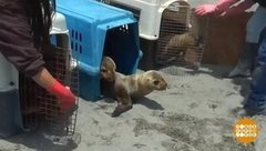 В мире. Забота о морских львах. Доброе утро. Фрагмент выпуска от 07.11.2019