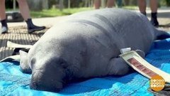 В мире. Спасли морскую корову. Доброе утро. Фрагмент выпуска от 08.11.2019