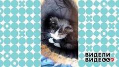 Котенок под капотом. Видели видео? Фрагмент выпуска от 10.11.2019