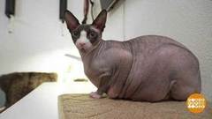 Спасти лысого Элвиса! Доброе утро. Фрагмент выпуска от 15.11.2019