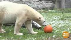 В мире. Десерт для медведей. Доброе утро. Фрагмент выпуска от 15.11.2019