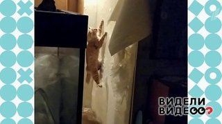 Кот, который умеет висеть на стене. Видели видео? Фрагмент выпуска от 17.11.2019