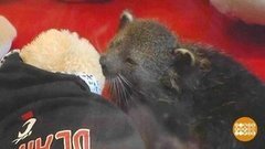 В мире. Тропический медведь для команды из Цинциннати. Доброе утро. Фрагмент выпуска от 21.11.2019