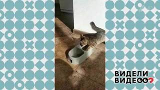 История спасения слепого котенка. Видели видео? Фрагмент выпуска от 24.11.2019