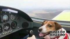 Собака на высоте. Видели видео? Фрагмент выпуска от 24.11.2019
