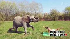 Слониха из Будапешта. Видели видео? Фрагмент выпуска от 24.11.2019