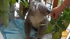 В мире. Помощь коалам. Доброе утро. Фрагмент выпуска от 27.11.2019