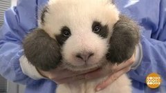 В мире. Панды-близнецы. Доброе утро. Фрагмент выпуска от 28.11.2019