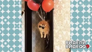 Летающий шпиц. Видели видео? Фрагмент выпуска от 01.12.2019