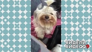 Собака-улыбака. Видели видео? Фрагмент выпуска от 01.12.2019