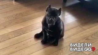 Сюрприз от булли. Видели видео? Фрагмент выпуска от 01.12.2019