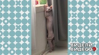 Теплолюбивый сфинкс. Видели видео? Фрагмент выпуска от 01.12.2019