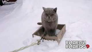 Кот, который не любит ходить пешком. Видели видео? Фрагмент выпуска от 01.12.2019