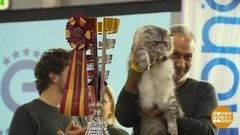 В мире. Шоу суперкошек. Доброе утро. Фрагмент выпуска от 05.12.2019