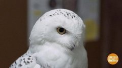 Comment сова? Доброе утро. Фрагмент выпуска от 06.12.2019