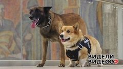 Восемь лап на страже закона. Видели видео? Фрагмент выпуска от 08.12.2019