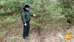 По следам елочных браконьеров. Доброе утро. Фрагмент выпуска от 13.12.2019