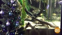 В мире. Электрический угорь зажигает ёлку. Доброе утро. Фрагмент выпуска от 20.12.2019