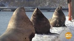 Сивучи! Вы че такие дерзкие?! Доброе утро. Фрагмент выпуска от 20.12.2019