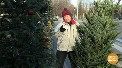 Дмитрий Талабуев везет елочку домой. Доброе утро. Фрагмент выпуска от 26.12.2019