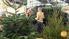 Елка, пихта или сосна? Доброе утро. Фрагмент выпуска от 27.12.2019