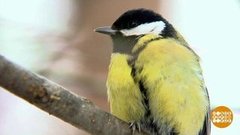 Птички, кушать подано! Доброе утро. Фрагмент выпуска от 07.01.2020