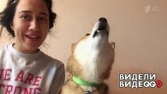 Сиба-ину с идеальным музыкальным вкусом. Видели видео? Фрагмент выпуска от 07.01.2020