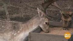 Кто накормит зверушек? Доброе утро. Фрагмент выпуска от 09.01.2020