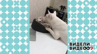 Кот и пес — лучшие друзья! Видели видео? Фрагмент выпуска от 12.01.2020