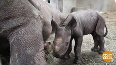 В мире. Родился черный носорожек. Доброе утро. Фрагмент выпуска от 13.01.2020