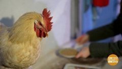 Погадай мне, петушок… Доброе утро. Фрагмент выпуска от 16.01.2020