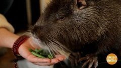 Худей, бобер! Доброе утро. Суббота. Фрагмент выпуска от 18.01.2020