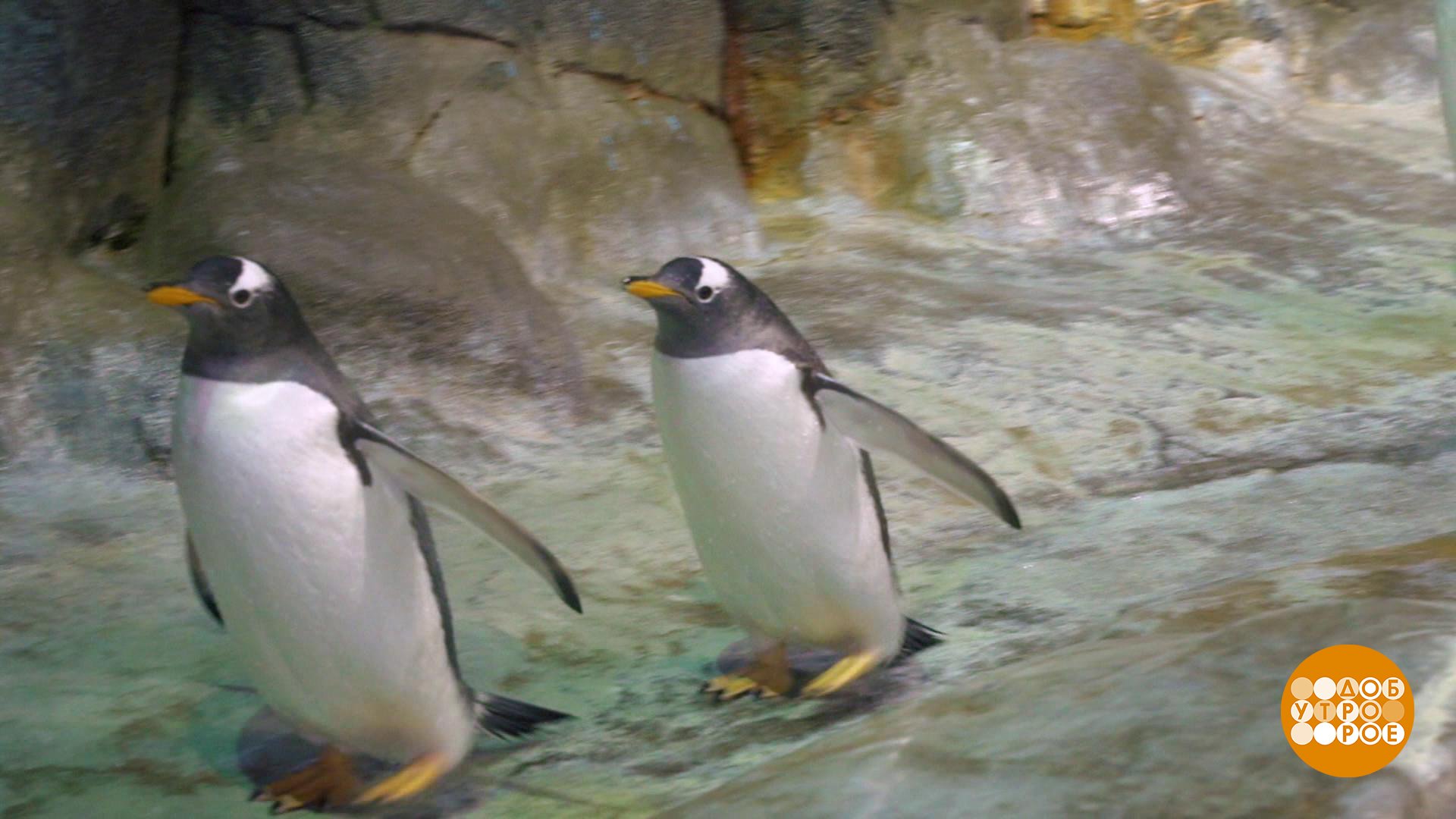 Жил был пингвин. Московский зоопарк пингвины африканские. Как спят пингвины фото.