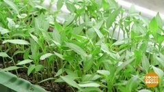 Разговоры по душам с рассадой. Доброе утро. Фрагмент выпуска от 23.01.2020