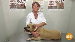 Лечим собачьи лапки. Доброе утро. Фрагмент выпуска от 28.01.2020