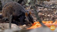 В мире. Кормят кенгуру. Доброе утро. Фрагмент выпуска от 31.01.2020