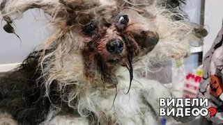 Невероятное преображение бездомной собаки. Видели видео? Фрагмент выпуска от 02.02.2020