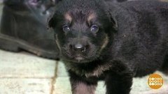 С младых когтей. Доброе утро. Суббота. Фрагмент выпуска от 08.02.2020