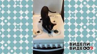 Кошка помогает мыть плиту. Видели видео? Фрагмент выпуска от 09.02.2020