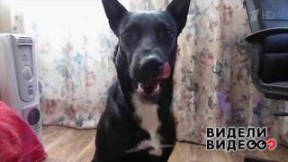 Собака умеет говорить «мама». Видели видео? Фрагмент выпуска от 09.02.2020
