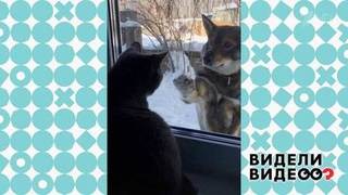 Пес и кошка: первая встреча. Видели видео? Фрагмент выпуска от 09.02.2020