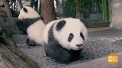 В мире. Семейство панд. Доброе утро. Фрагмент выпуска от 10.02.2020