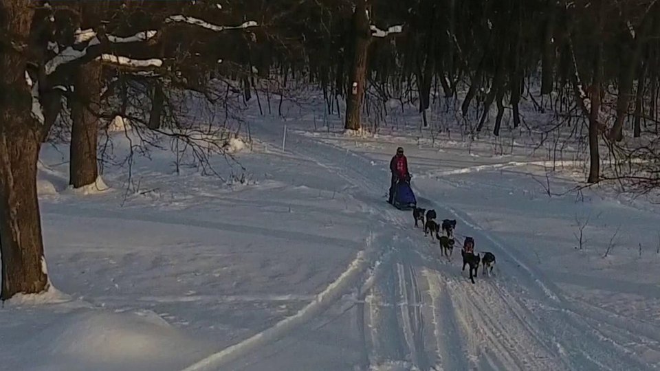 В Самарской области проходят гонки на собачьих упряжках Volga Quest